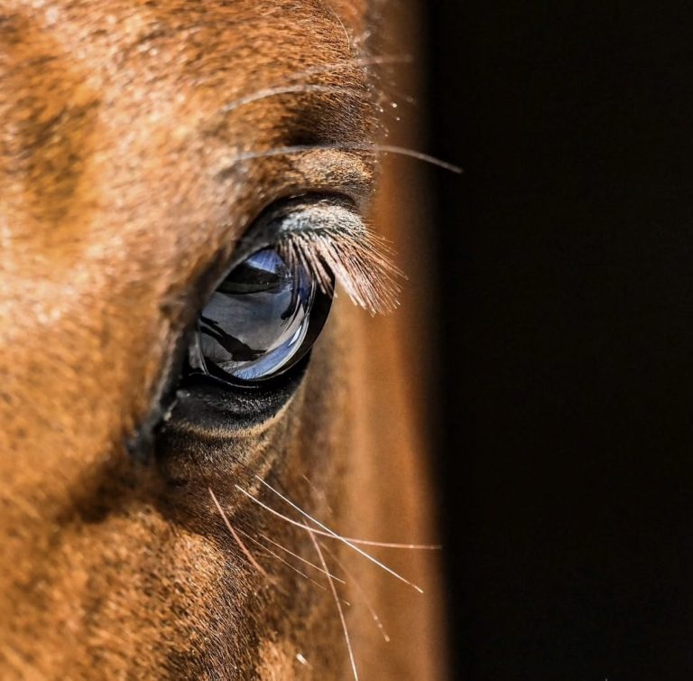 Know your horses