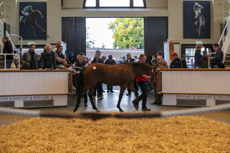 Tattersalls yearling sales with Kingsmoor